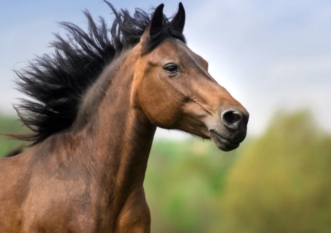 This is a horse.